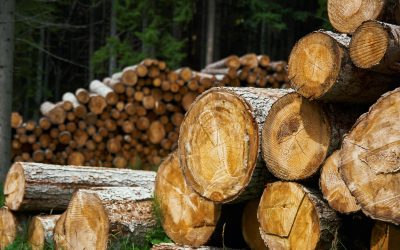 The Benefits of Using Sustainable Lumber In Your Construction Projects